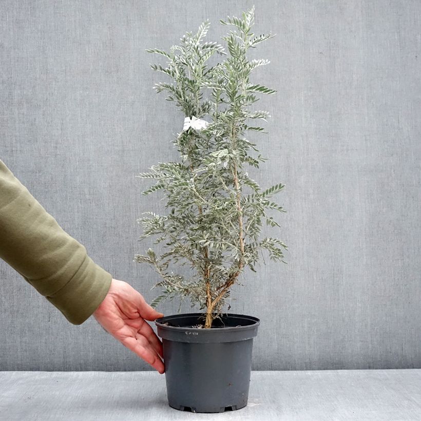 Example of Anthyllis barba-jovis - Barba di Giove Vaso da 4L/5L as you get in hiver