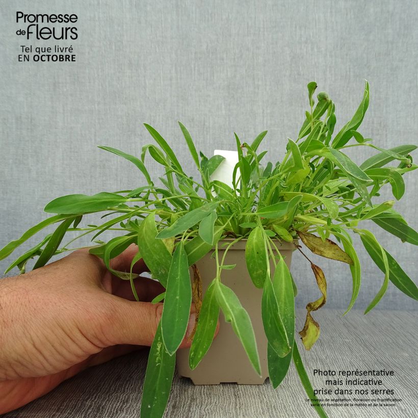 Esemplare di Anthyllis vulneraria - Vulneraria comune Vasetto da 8/9 cm come consegnato in autunno