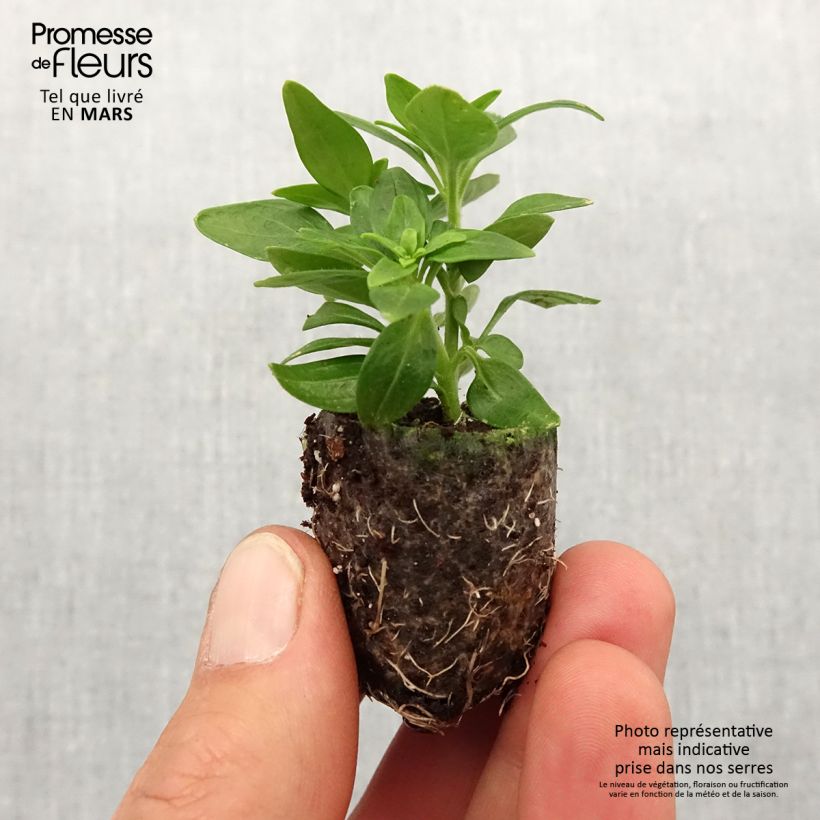 Bocca di leone Dazzling Lips Lemon mini zolla... esemplare consegnato in primavera