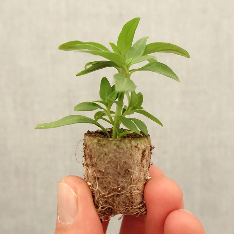 Bocca di leone Dazzling Lips Pink mini zolla... esemplare consegnato in primavera