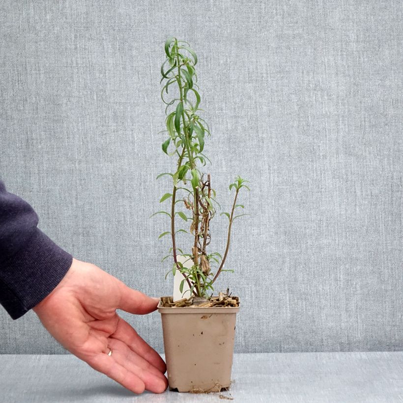 Bocca di leone Pretty in Pink Vasetto da 8/9 cm esemplare consegnato in primavera