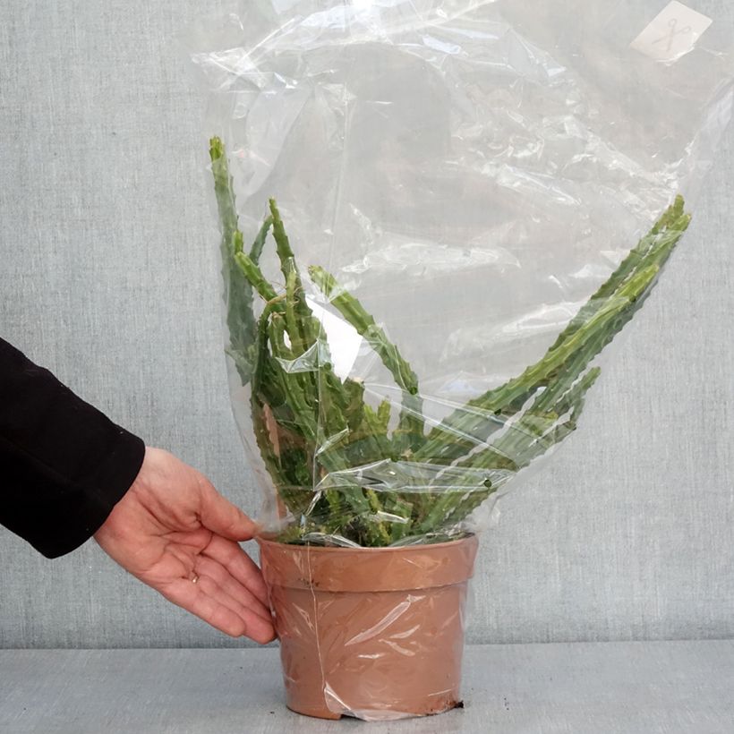 Aporophyllum malisonii - Cactus Queue de Rat Pot de 2L/3L esemplare consegnato in inverno