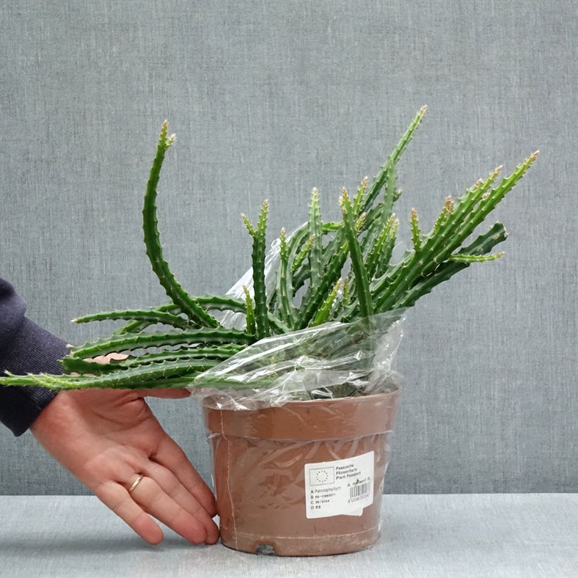 Aporophyllum malisonii Vaso da 2L/3L esemplare consegnato in primavera