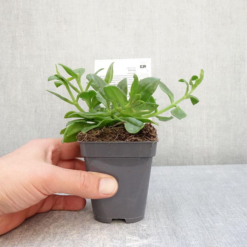 Aptenia cordifolia Vasetto da 8/9 cm esemplare consegnato in inverno