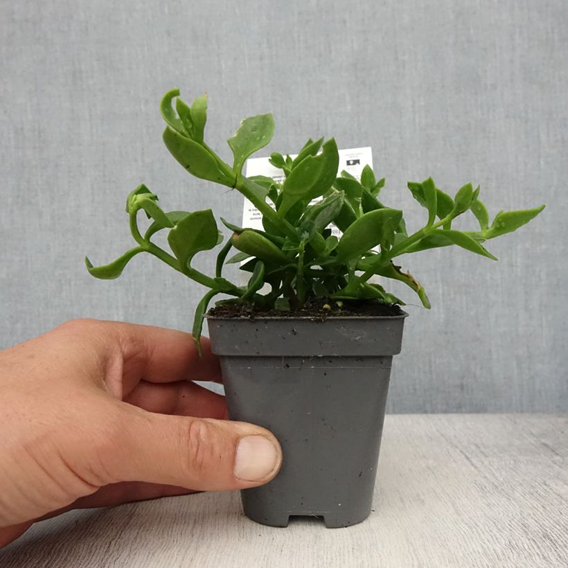 Example of Aptenia cordifolia Vasetto da 8/9 cm as you get in printemps