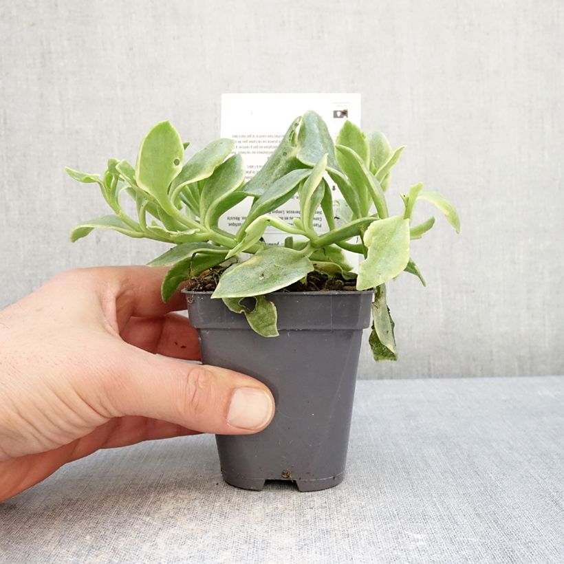 Aptenia cordifolia Variegata Vasetto da 8/9 cm esemplare consegnato in inverno
