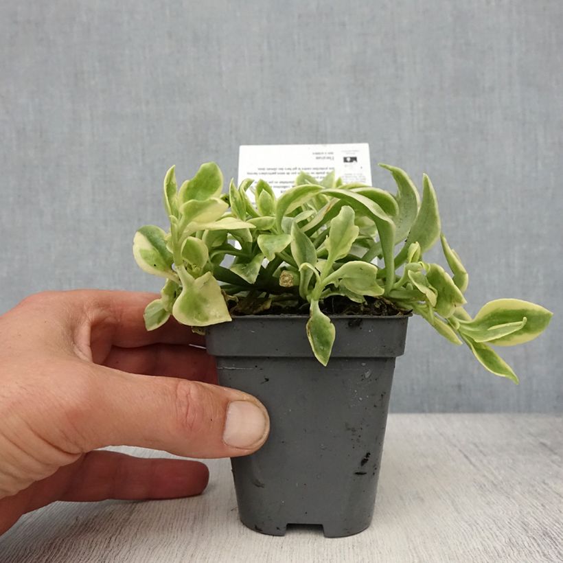 Example of Aptenia cordifolia Variegata Vasetto da 8/9 cm as you get in printemps