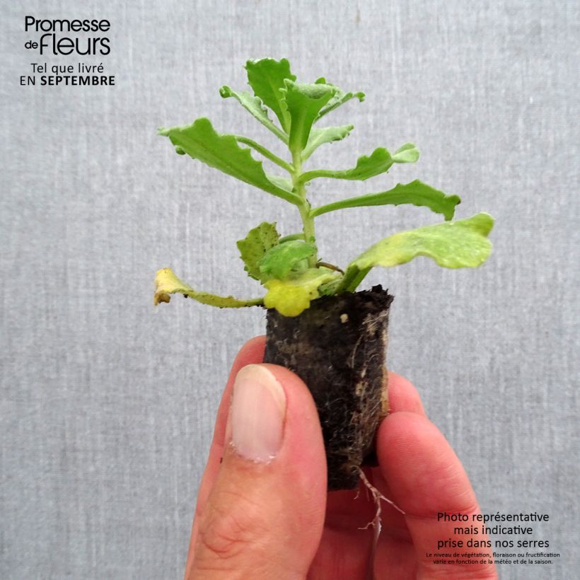 Esemplare di Arabis caucasica Alabaster mini zolla... come consegnato in autunno