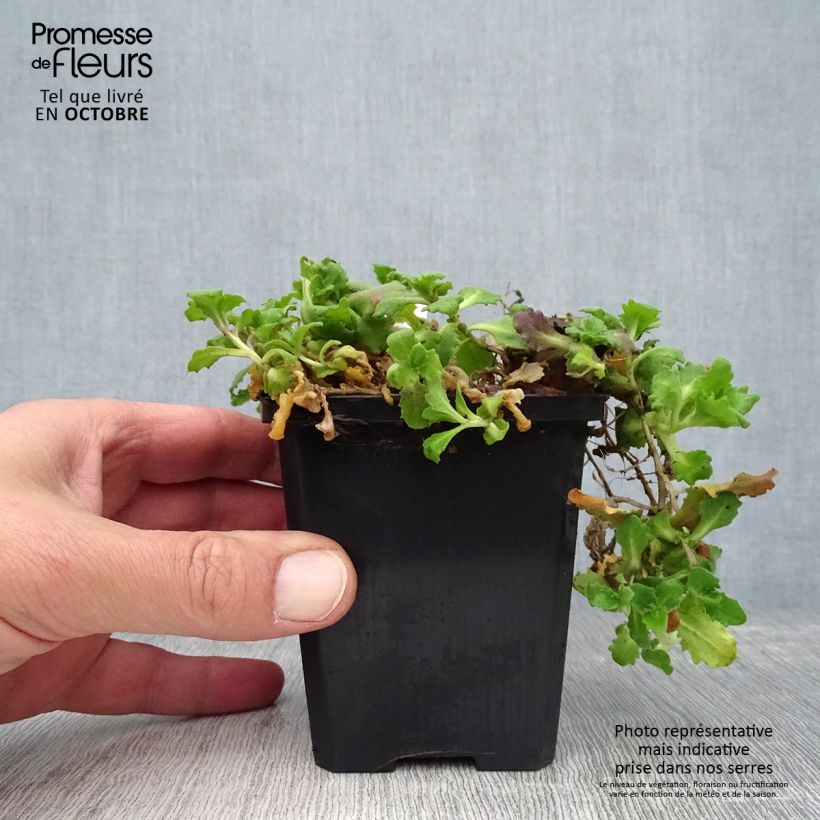 Example of Arabis caucasica Aubris Deep Rose Vasetto da 8/9 cm as you get in printemps