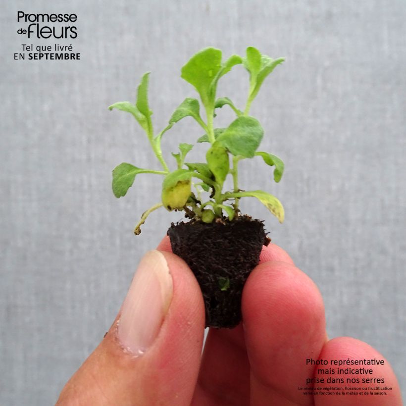 Example of Arabis caucasica Aubris Deep Rose Mini zolla Ø 1,5/2,5 cm as you get in automne