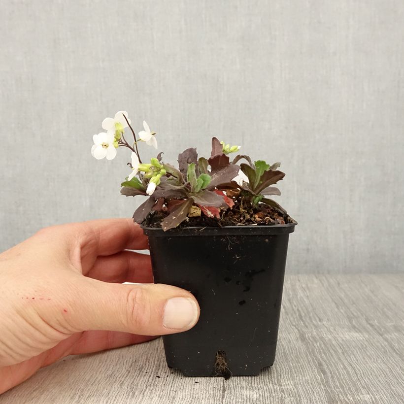 Example of Arabis caucasica Snowball Vasetto da 8/9 cm as you get in printemps