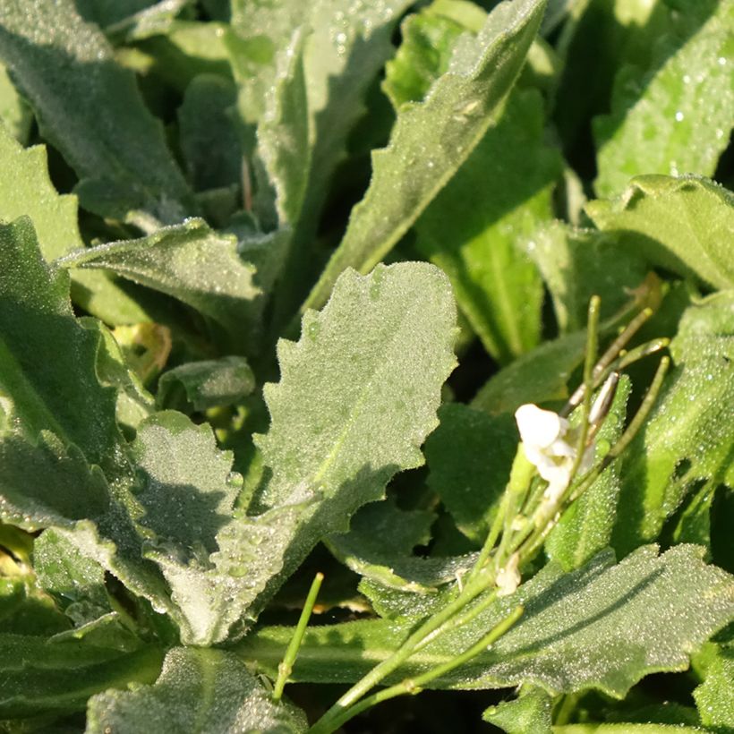 Arabis caucasica Snowcap (Foliage)