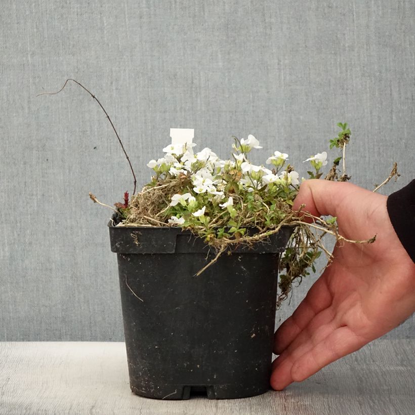 Example of Arabis caucasica Snowcap Vaso da 2L/3L as you get in printemps
