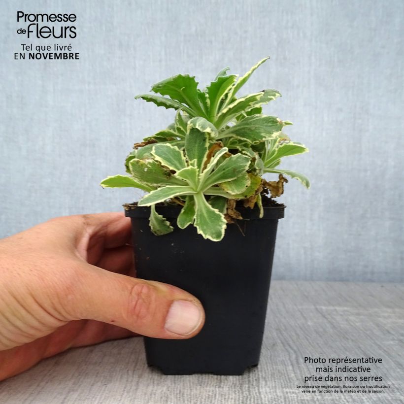 Esemplare di Arabis caucasica Variegata Vasetto da 8/9 cm come consegnato in autunno