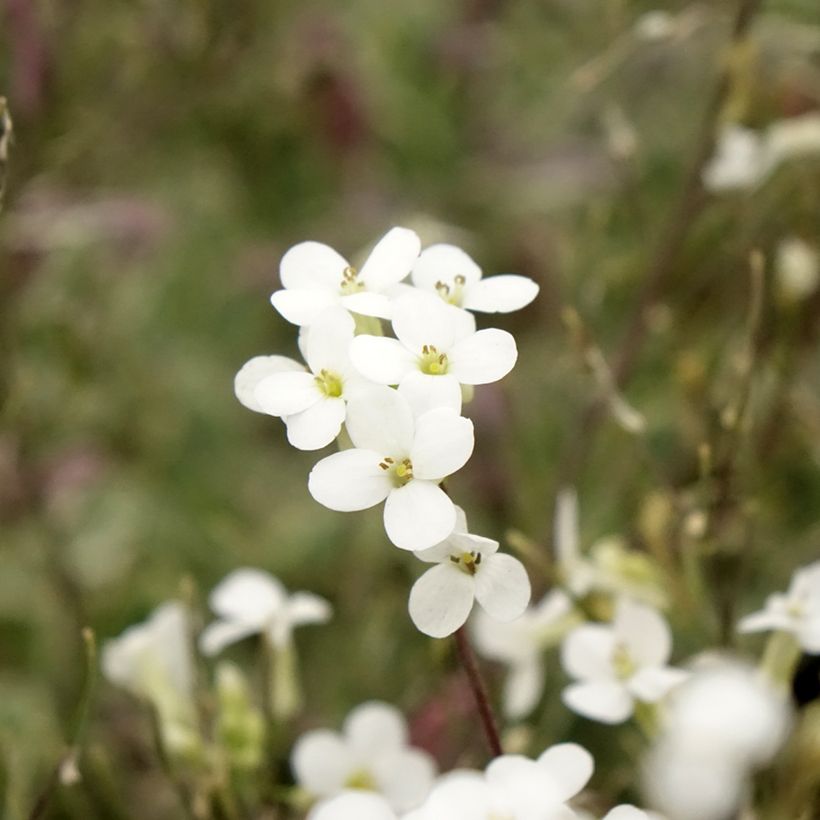 Arabis caucasica Variegata (Fioritura)