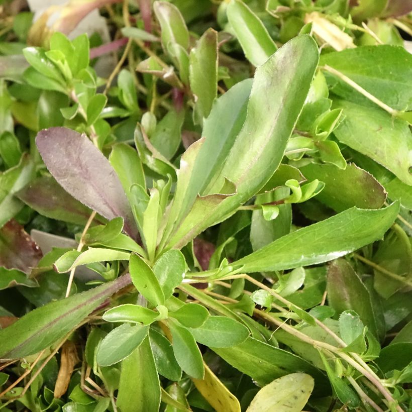 Arabis procurrens Neuschnee (Foliage)
