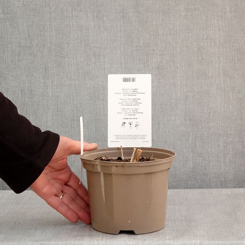 Aralia cordata Sun King - Udo Vaso da 2L/3L esemplare consegnato in primavera