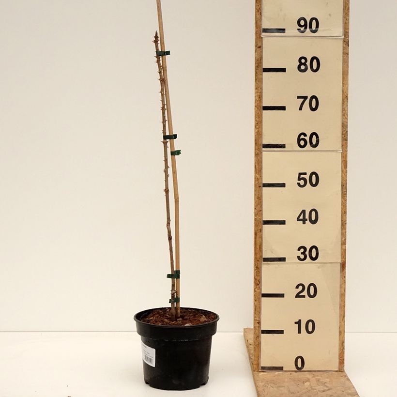 Example of Aralia elata - Angelica del Giappone Vaso da 3L/4L as you get in printemps