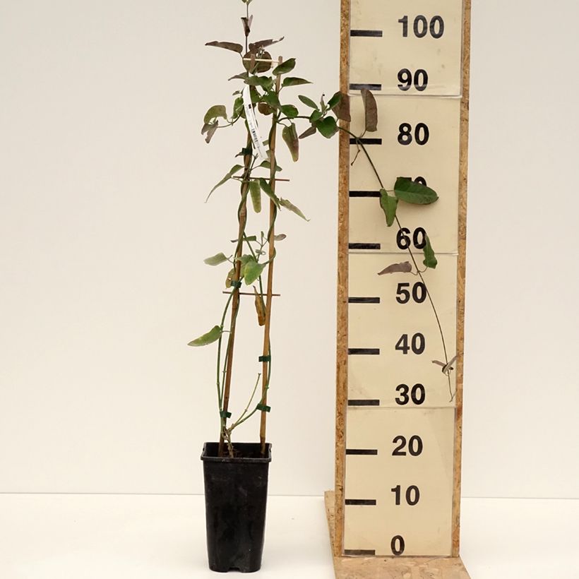 Araujia sericifera Vaso da 2L/3L esemplare consegnato in primavera