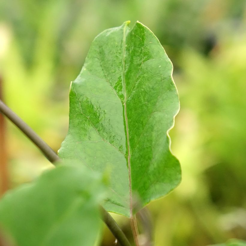 Araujia sericifera Rosea (Fogliame)