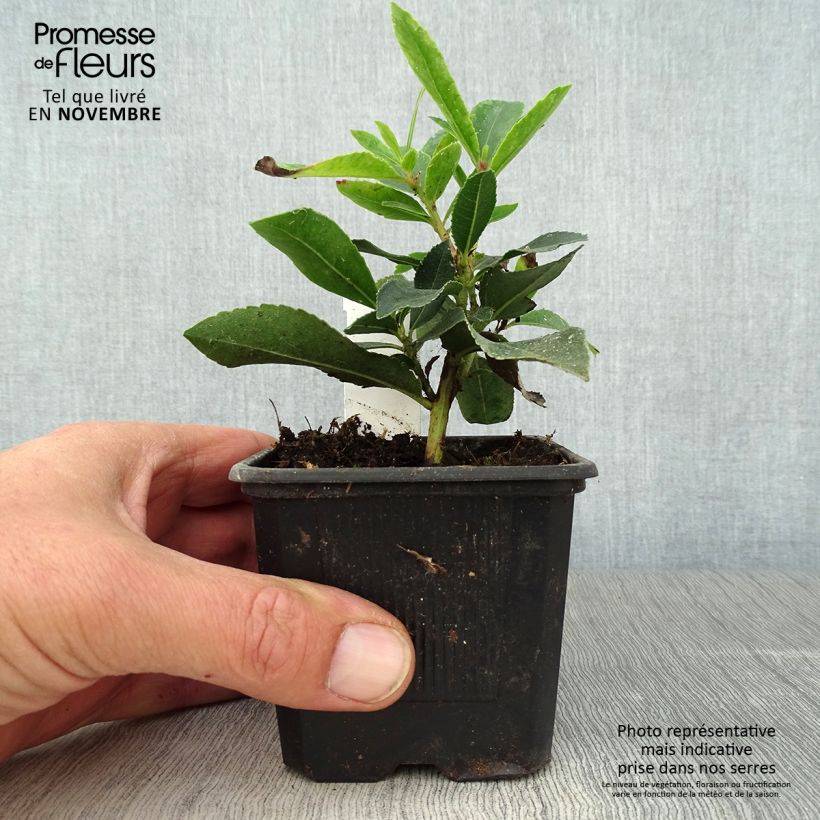 Esemplare di Arbousier Pink Giant 'Nevez' (Atlantic Rose) - Arbutus unedo Godet de 8/9 cm come consegnato in autunno