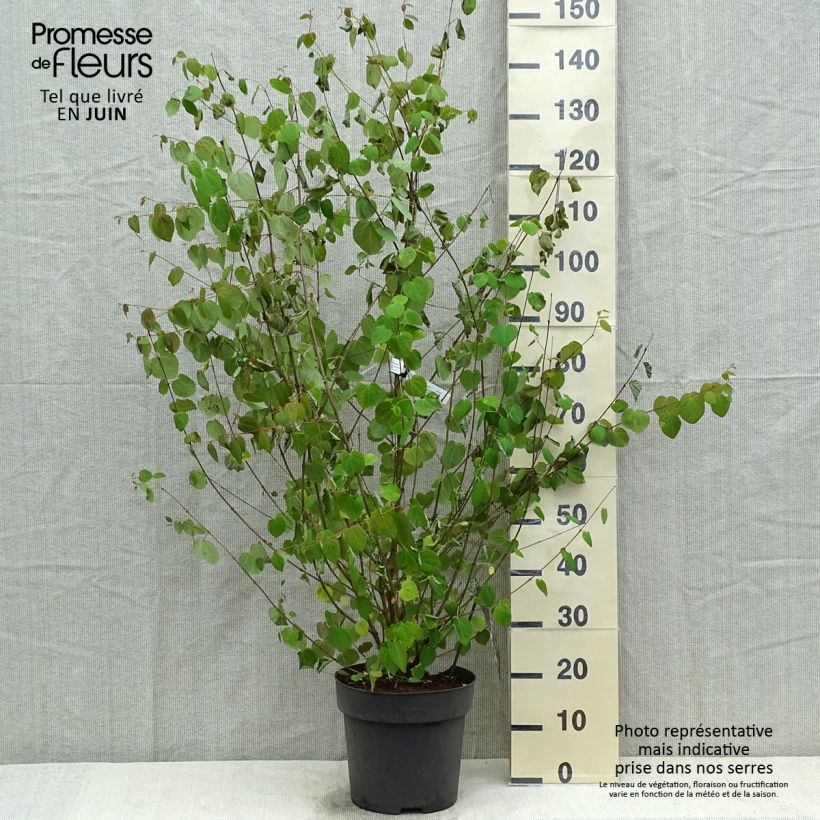 Cercidiphyllum japonicum - Albero del caramello Vaso da 7,5L/10L esemplare consegnato in primavera