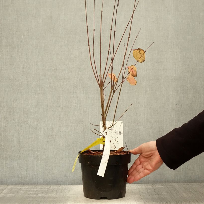 Esemplare di Cercidiphyllum japonicum - Albero del caramello Vaso da 3L/4L come consegnato in autunno