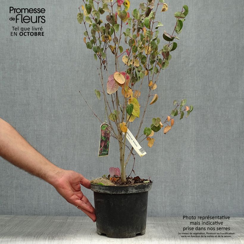 Esemplare di Cercidiphyllum japonicum Rotfuchs - Albero del caramello Vaso da 4L/5L come consegnato in autunno