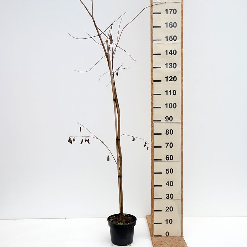 Example of Cercidiphyllum magnificum - Albero del caramello Vaso da 4L/5L as you get in automne