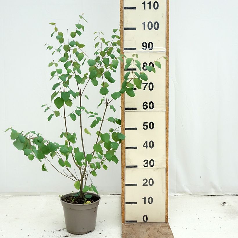 Cercidiphyllum japonicum Râ - Albero del caramello Vaso da 4L/5L esemplare consegnato in primavera