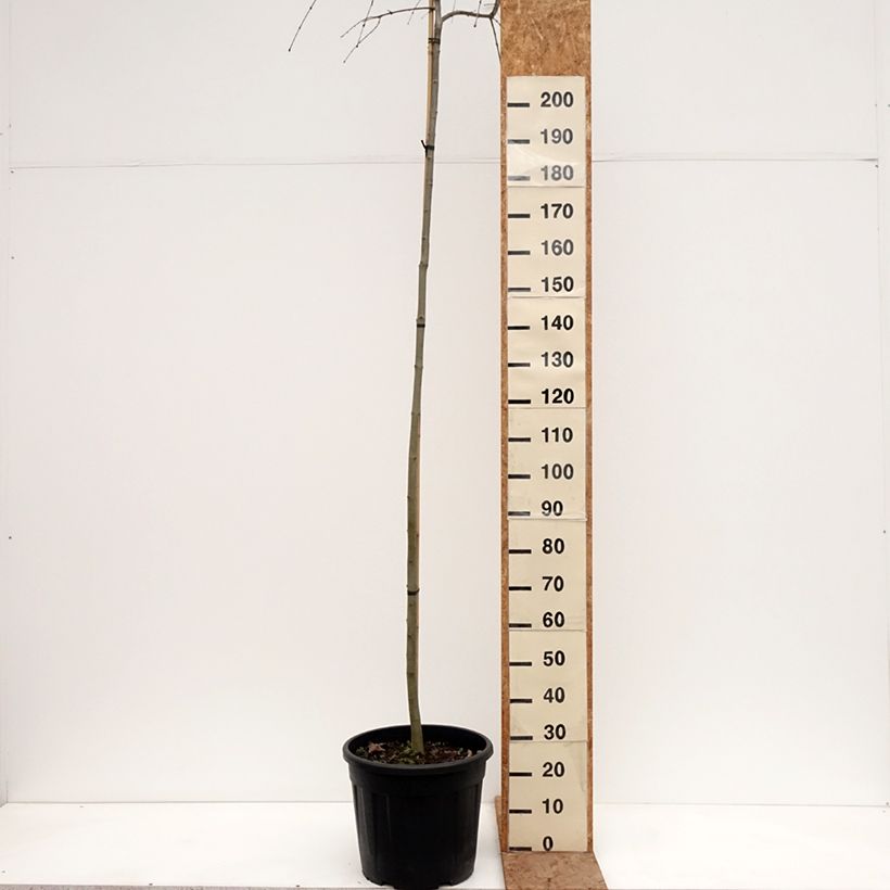 Cercidiphyllum japonicum Morioka Weeping - Albero del caramello Vaso da 30L/35L, Vaso impalcato esemplare consegnato in inverno