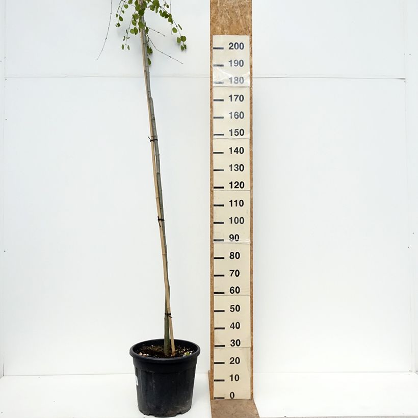 Cercidiphyllum japonicum Morioka Weeping - Albero del caramello Vaso da 30L/35L, Vaso impalcato esemplare consegnato in primavera