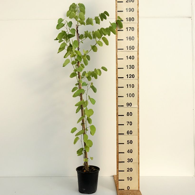 Esemplare di Albero delle orchidee - Bauhinia purpurea Vaso da 7,5L/10L consegnato in estate