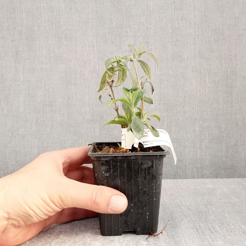 Arbre aux papillons Rêve de Papillon Red Vasetto da 8/9 cm esemplare consegnato in inverno