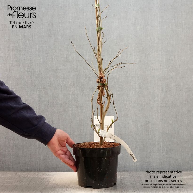 Parrotia persica - Albero pagoda Vaso da 3L/4L esemplare consegnato in primavera