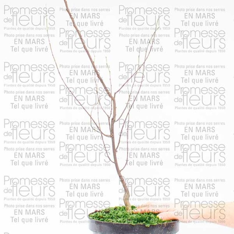 Esempio di esemplare Cercis canadensis Silver Lining - Albero di Giuda Vaso da 7,5L/10L come consegnato