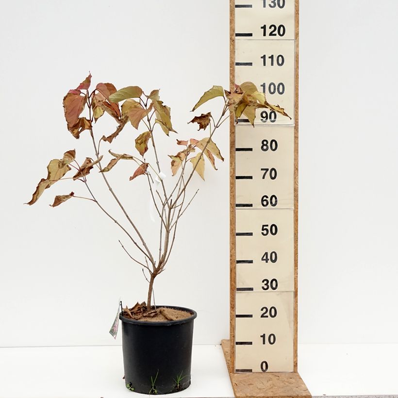Esemplare di Clerodendrum trichotomum - Clerodendro Vaso da 7,5L/10L come consegnato in autunno