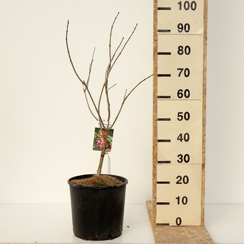 Arbre de la chance - Clerodendrum trichotomum, clérodendron Pot de 7,5L/10L esemplare consegnato in inverno