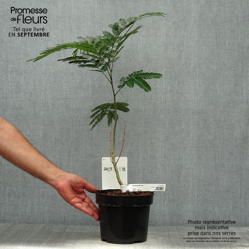 Esemplare di Albizia julibrissin Rouge de Tuilière - Arbre à soie Pot de 3L/4L come consegnato in autunno