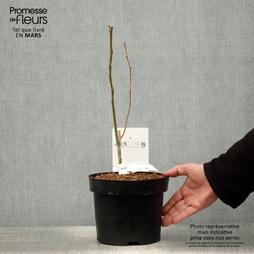 Albizia julibrissin Rouge de Tuilière - Acacia di Costantinopoli Vaso da 3L/4L esemplare consegnato in primavera