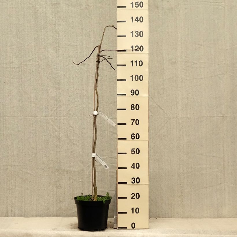 Albizia julibrissin Shidare - Acacia di Costantinopoli Vaso da 7,5L/10L esemplare consegnato in primavera