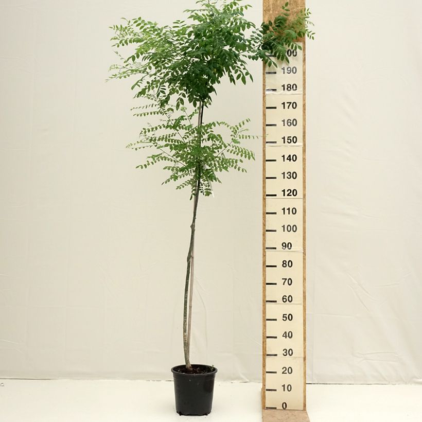 Example of Sophora japonica - Sofora del Giappone Vaso da 7,5L/10L as you get in printemps