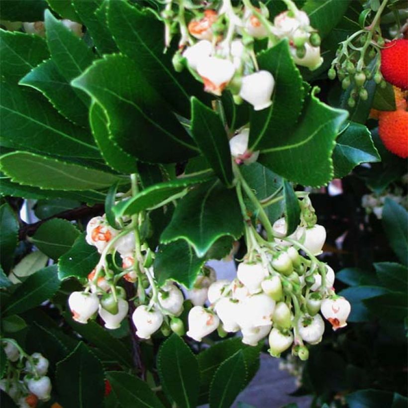 Arbutus unedo - Corbezzolo (Flowering)