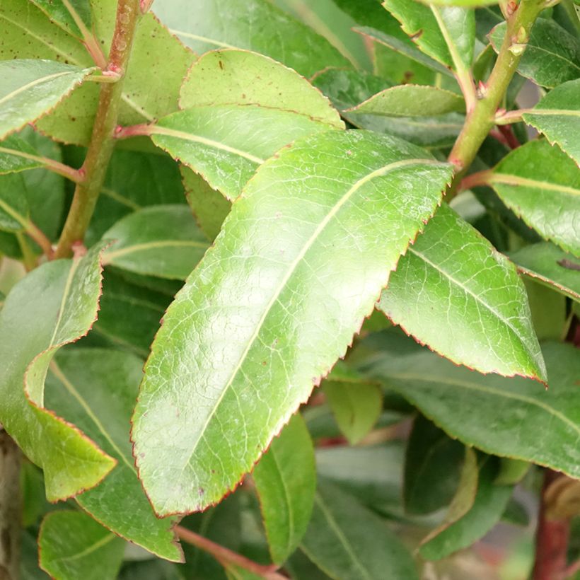 Arbutus unedo - Corbezzolo (Foliage)