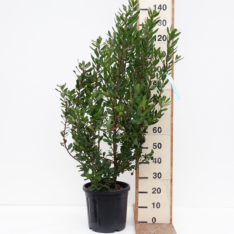 Example of Arbutus unedo - Corbezzolo Vaso da 18L/20L as you get in hiver