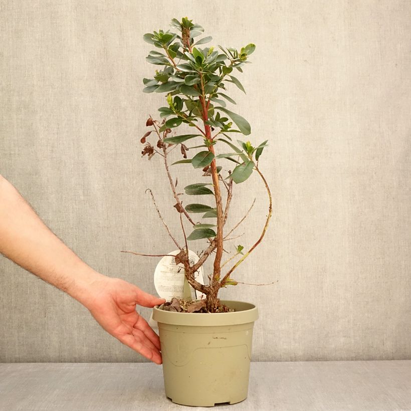 Arbutus unedo Peace and Love - Corbezzolo Vaso da 3L/4L esemplare consegnato in primavera
