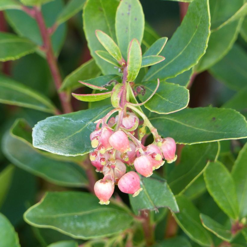 Arbutus unedo Roselily - Corbezzolo rosa (Flowering)