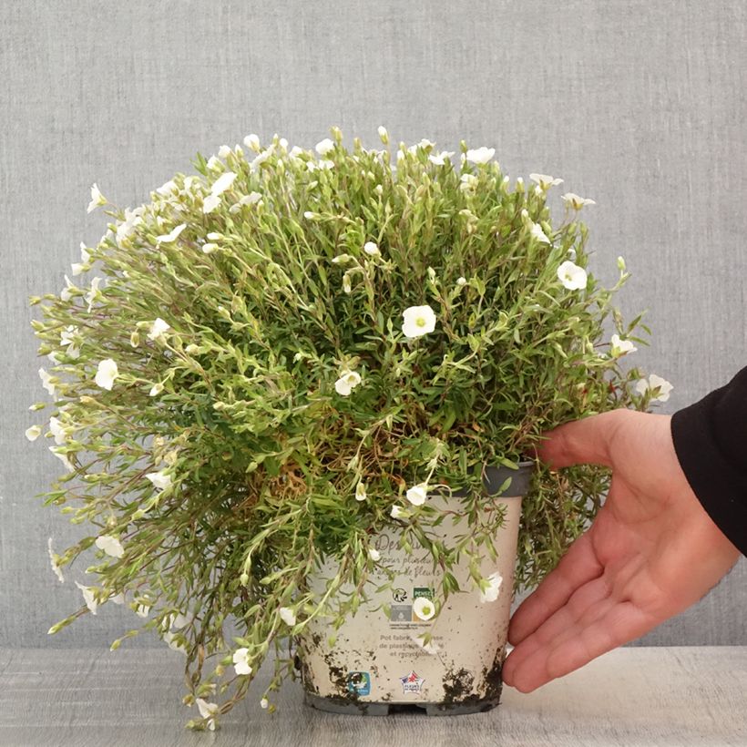 Example of Arenaria montana Vaso da 2L/3L as you get in printemps