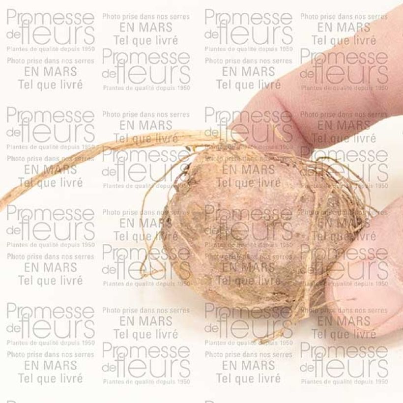 Esempio di esemplare Arisaema candidissimum Bulbo come consegnato