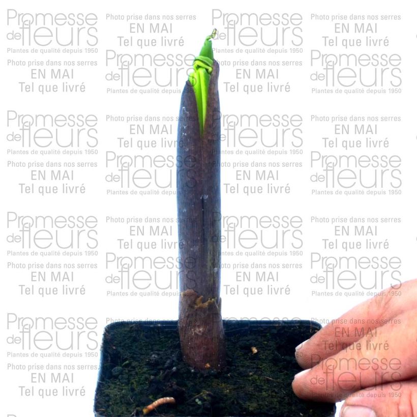 Esempio di esemplare Arisaema ciliatum Vaso da 2L/3L come consegnato